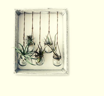 Air plants suspended in air by roped pots photo by Mutzii on Unsplash.